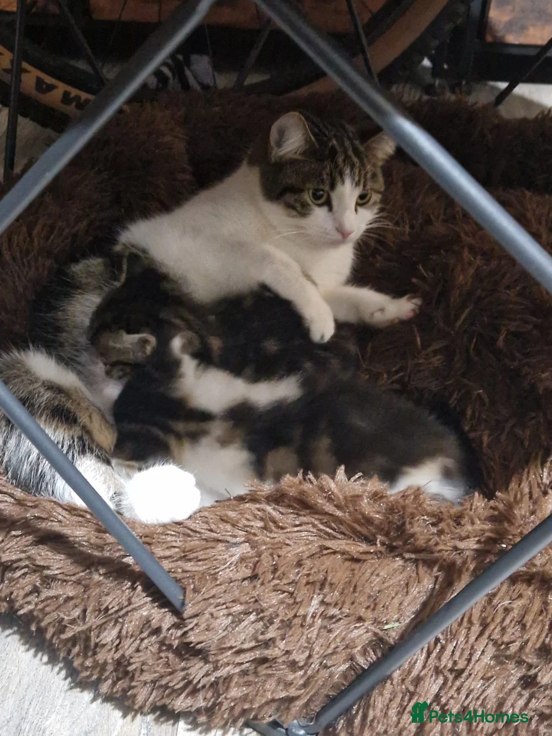 Mixed Breed cats for sale: Two tabby beautiful kittens available Tuesday!  - Advert 1