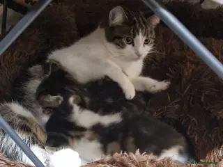 Mixed Breed cats Two tabby beautiful kittens available Tuesday! - Advert 4