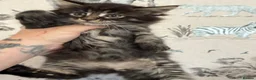 Maine Coon cats for sale: Maine coon baby’s  - Advert 5