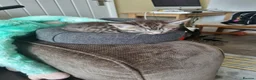 Bengal cats for sale: 2 male mixed  bengal  - Advert 6