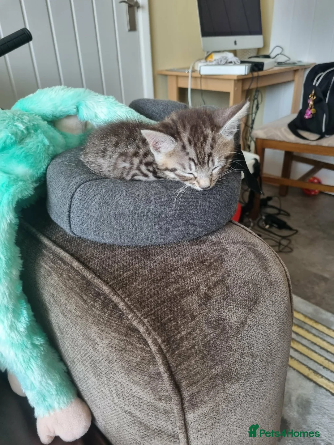 Bengal cats for sale: 2 male mixed  bengal  - Advert 6