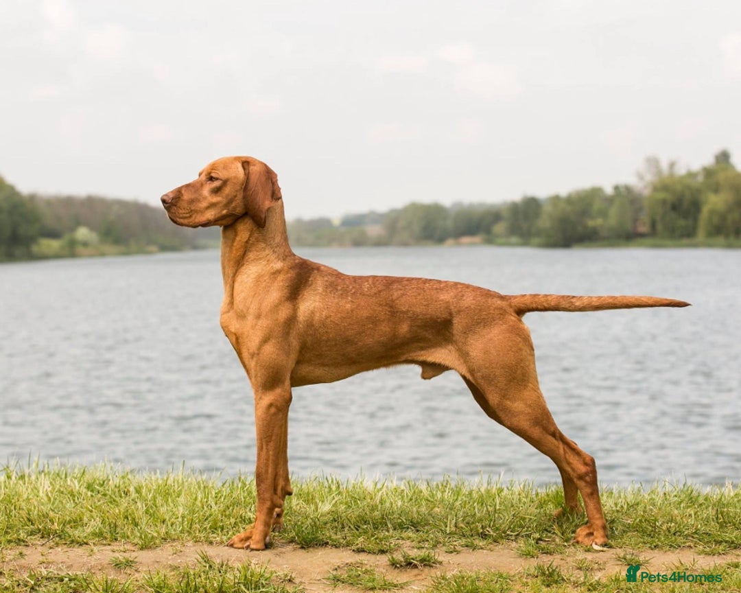 Hungarian Vizsla dogs for stud: *Gamekeeper Bred* Smooth Hungarian Vizsla at Stud in Chester-le-Street - Advert 8