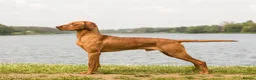 Hungarian Vizsla dogs for stud: *Gamekeeper Bred* Smooth Hungarian Vizsla at Stud in Chester-le-Street - Advert 8