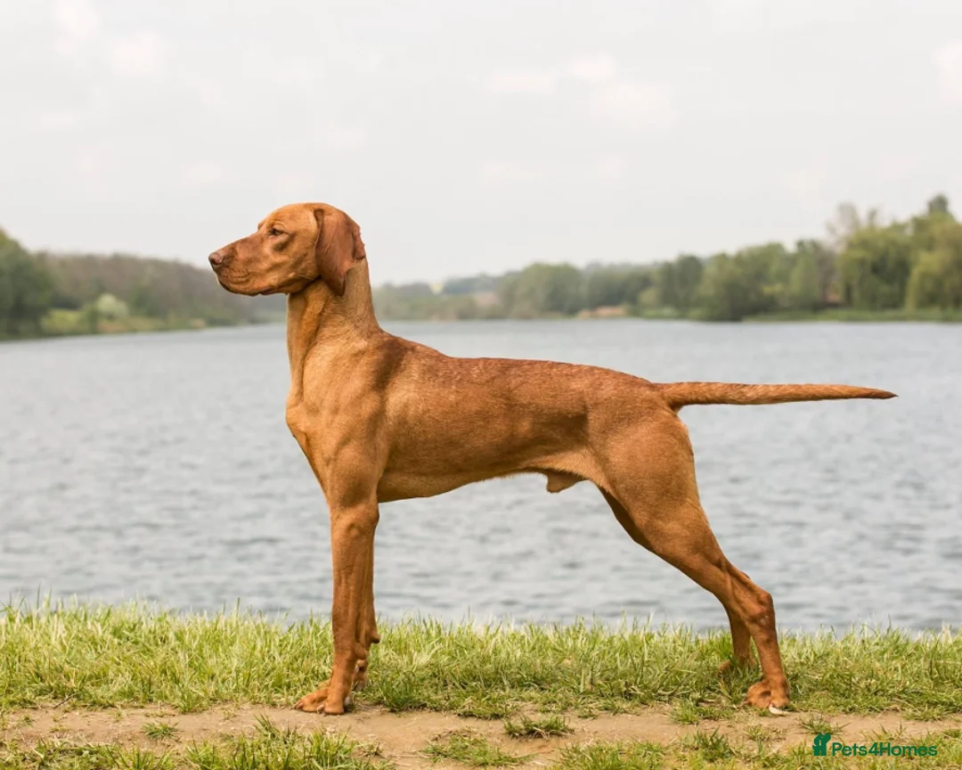 Hungarian Vizsla dogs for stud: *Gamekeeper Bred* Smooth Hungarian Vizsla at Stud in Chester-le-Street - Advert 8
