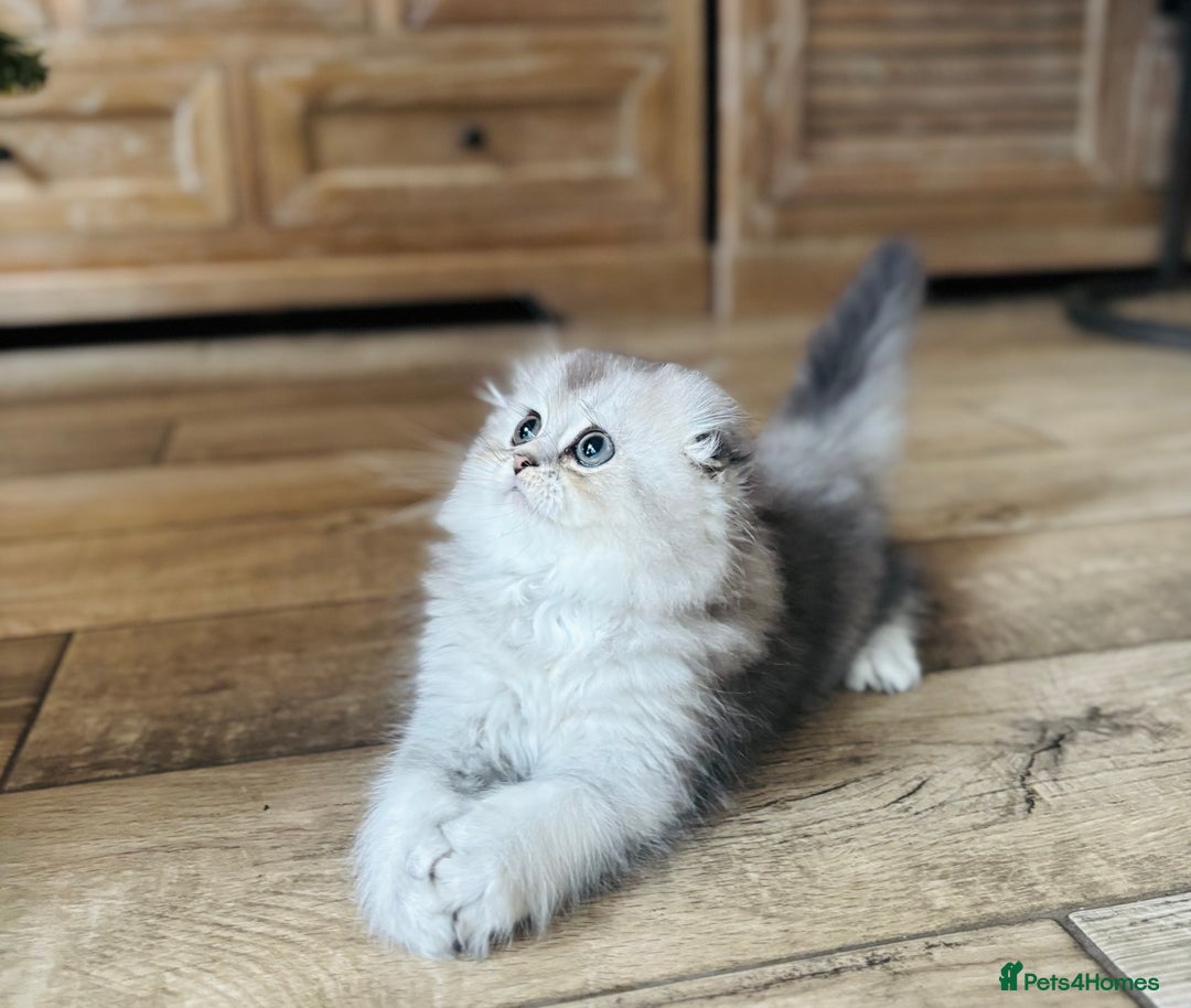 Scottish Fold cats for sale: 🌟🌟🌟🌟🌟Pedigree Scottish Fold Kittens - Advert 11