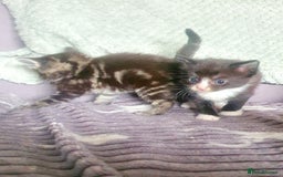 Mixed Breed cats for sale: 2 black and white boys - Image 4