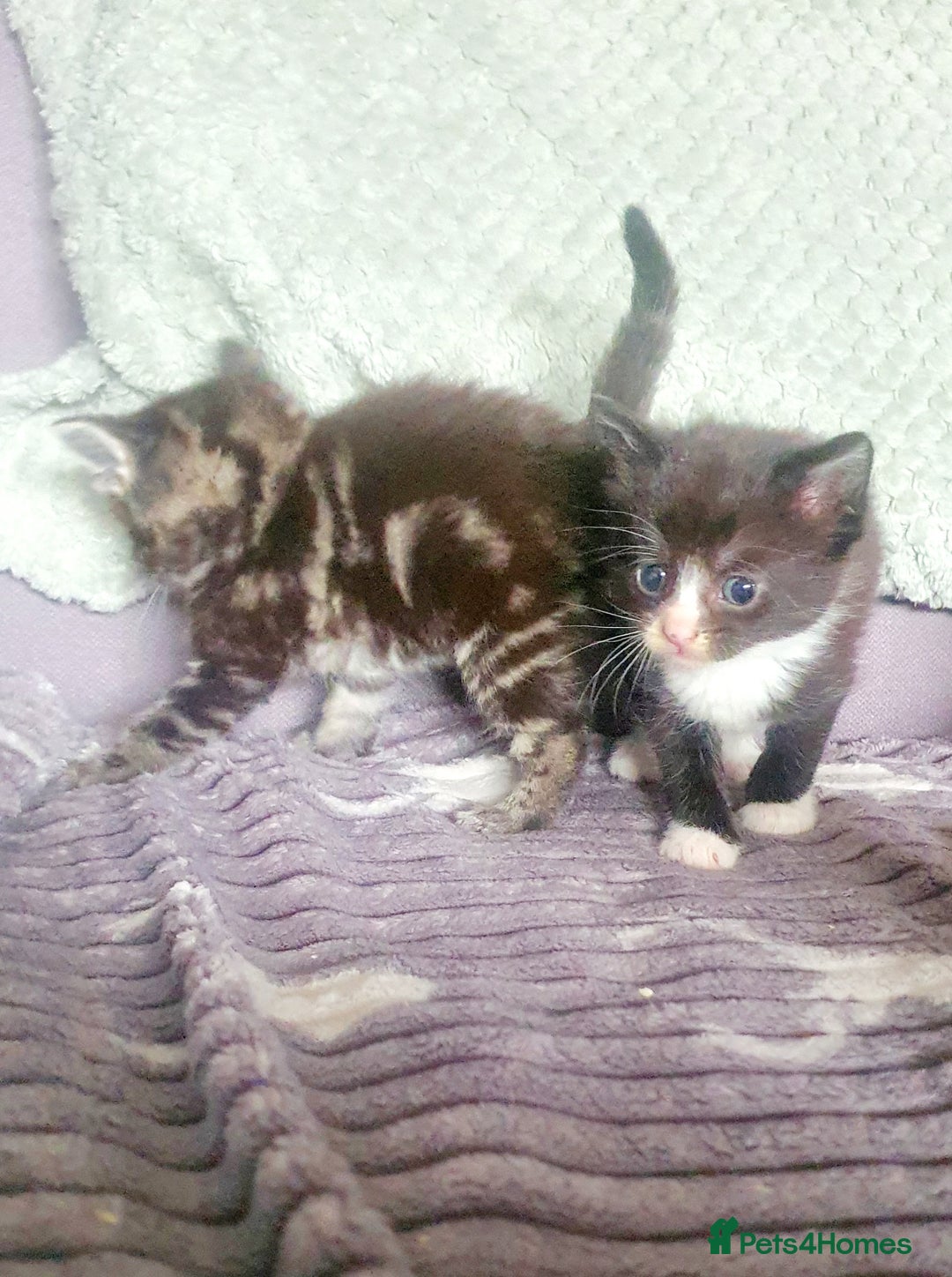Mixed Breed cats for sale: 2 black and white boys - Image 4