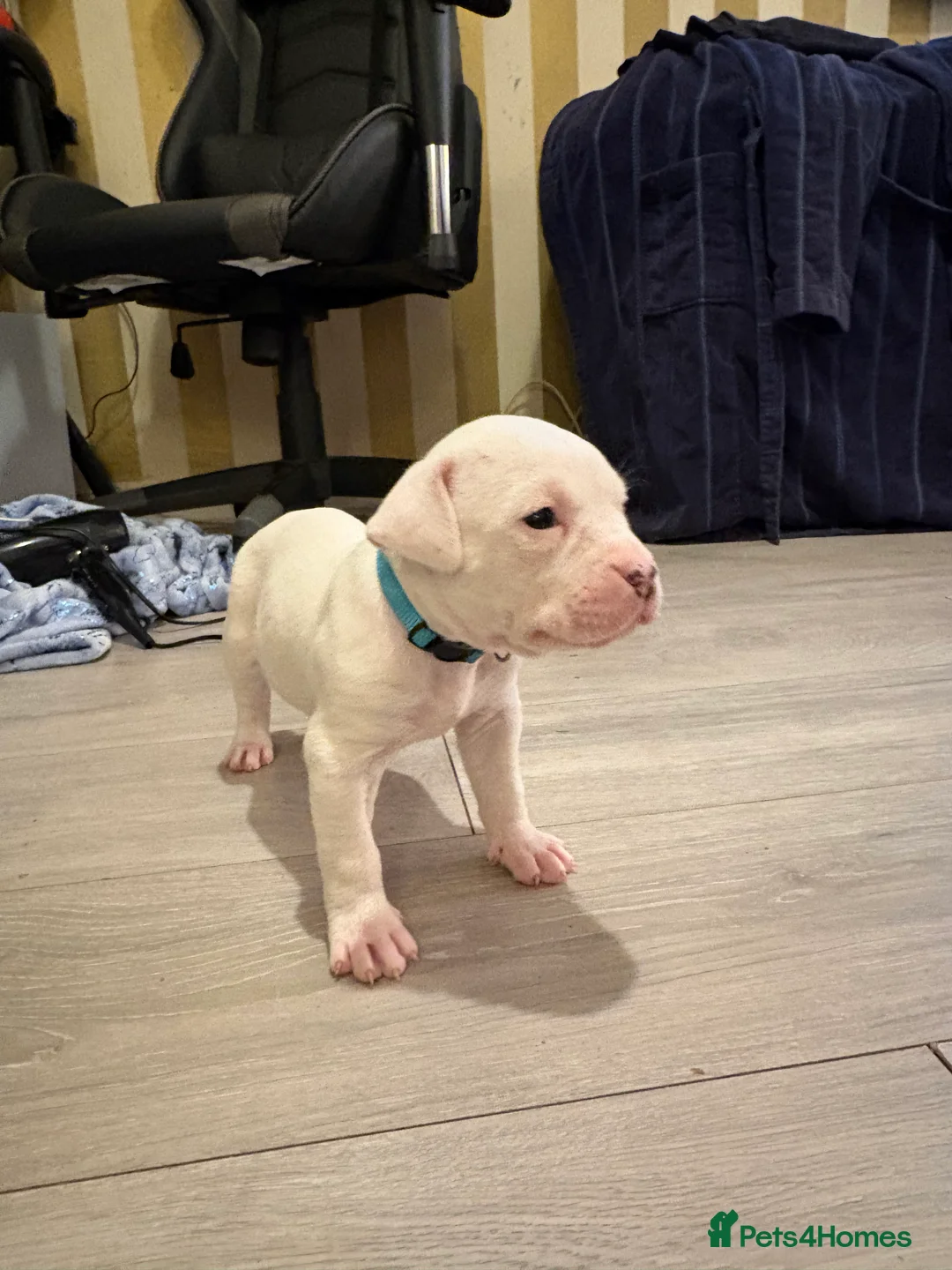 American Bulldog dogs for sale: American bulldog puppies  - Advert 23
