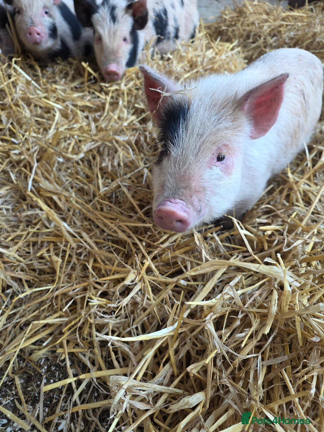 Pig livestock for sale: Pigs  in Oldham - Advert 2