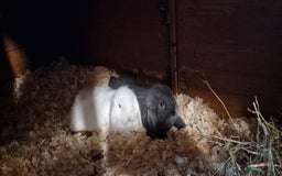 Mini Lop rabbits for sale: Mini lop boys for sale - Image 1