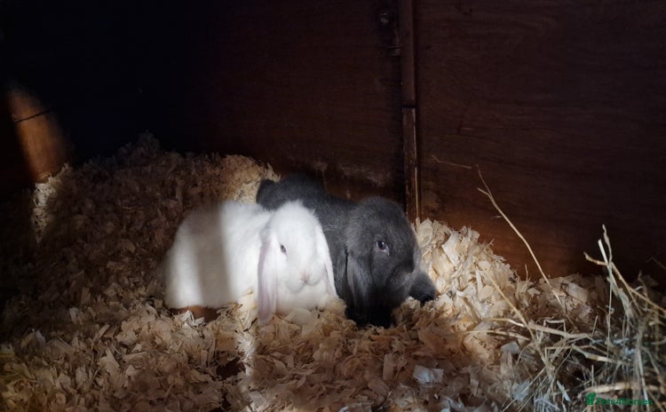 Mini Lop rabbits - Advert 2
