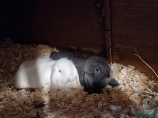 Mini Lop rabbits - Advert 16