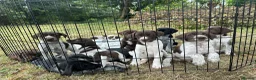Mixed Breed dogs for sale: 1 GIRL READY TO GO GWP X Weimsky puppies for sale - Advert 23