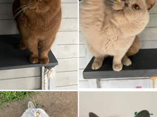 British Shorthair cats 💙 Blue Fawn Cinnamon STUD EAST MIDLANDS 💙 in Derby - Advert 11