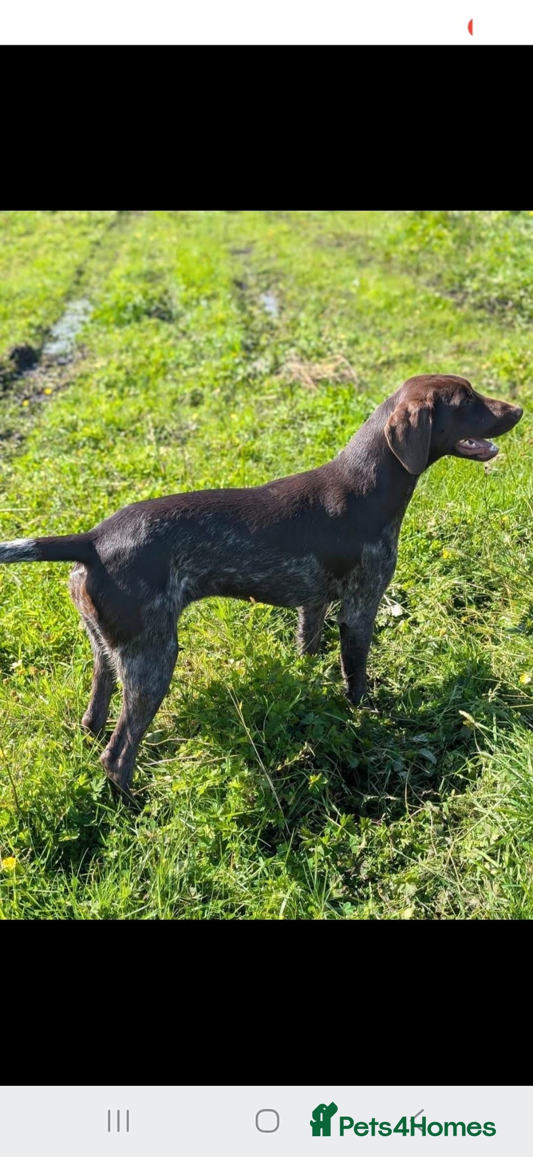 Mixed Breed dogs for sale: husky x pointer puppies  - Advert 2