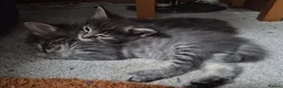 Mixed Breed cats for sale: Ragcoons in Newton-le-Willows - Advert 14
