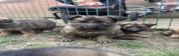 German Shepherd dogs for sale: Super Special Unique German Shepard Puppies  - Advert 6