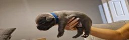 Staffordshire Bull Terrier dogs for sale: Beautiful Staffordshire Bull Terrier Puppies in Stockport - Advert 6