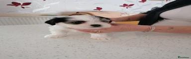 Lhasa Apso 5