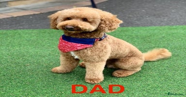 Cockapoo dogs - Advert 4