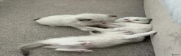 Ragdoll cats for sale: 2 Seal Bicolor Ragdoll Kitten for sale - Advert 10