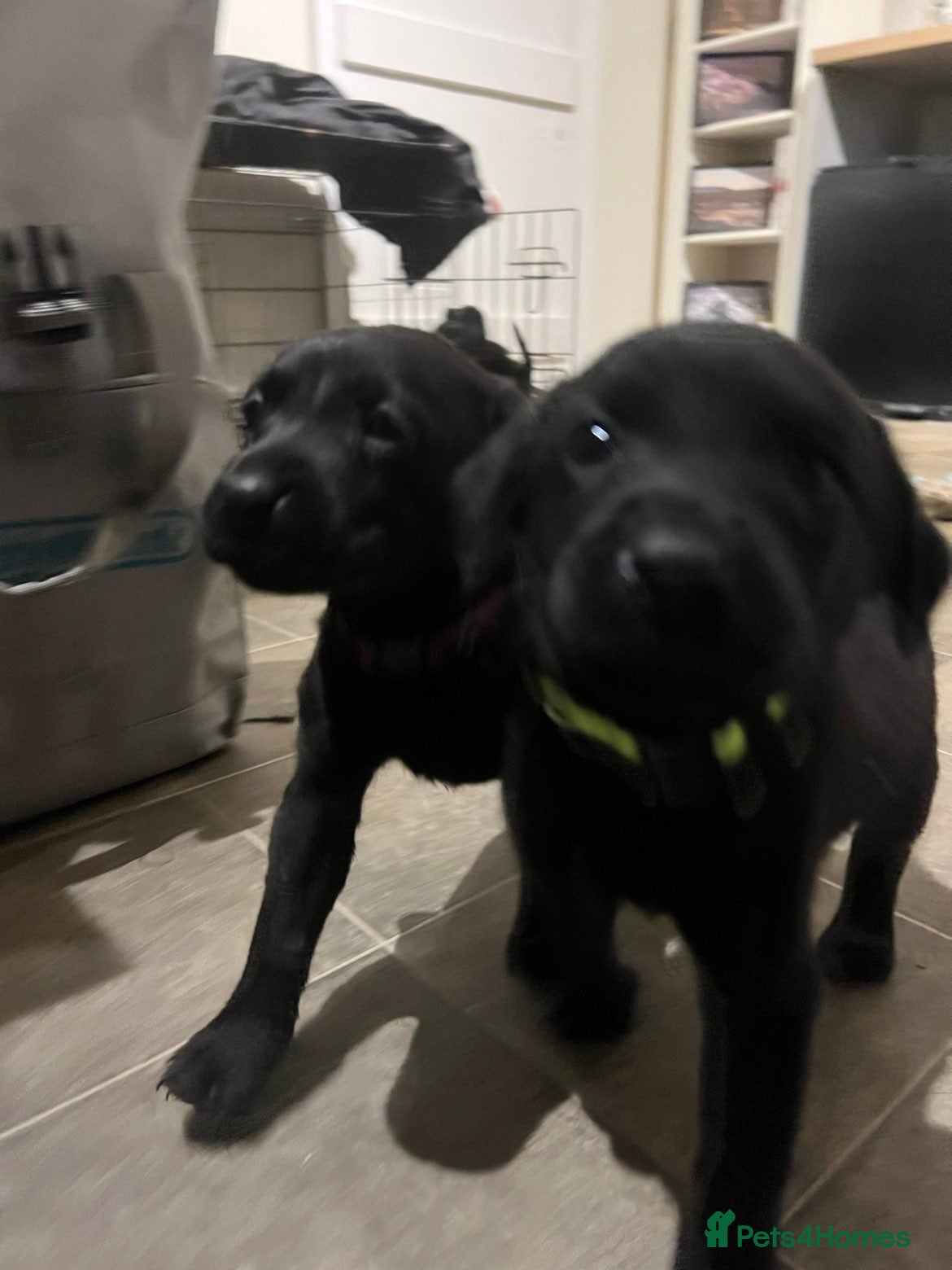 Labrador Retriever dogs Gorgeous Black Labrador Puppies  - Advert 16