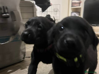 Labrador Retriever dogs Gorgeous Black Labrador Puppies - Advert 6