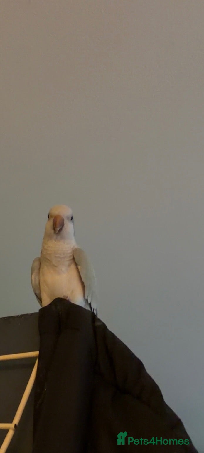 Parakeets birds for sale: Blue and grey Quaker parrot  - Advert 9