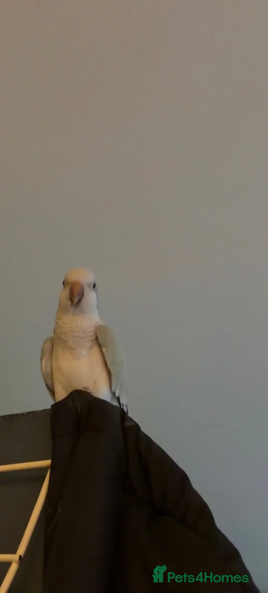 Parakeets birds for sale: Blue and grey Quaker parrot  in Batley - Advert 1