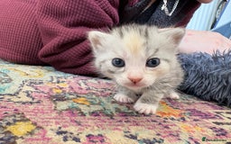 Bengal cats for sale: Beautiful half bengal kittens  - Image 5