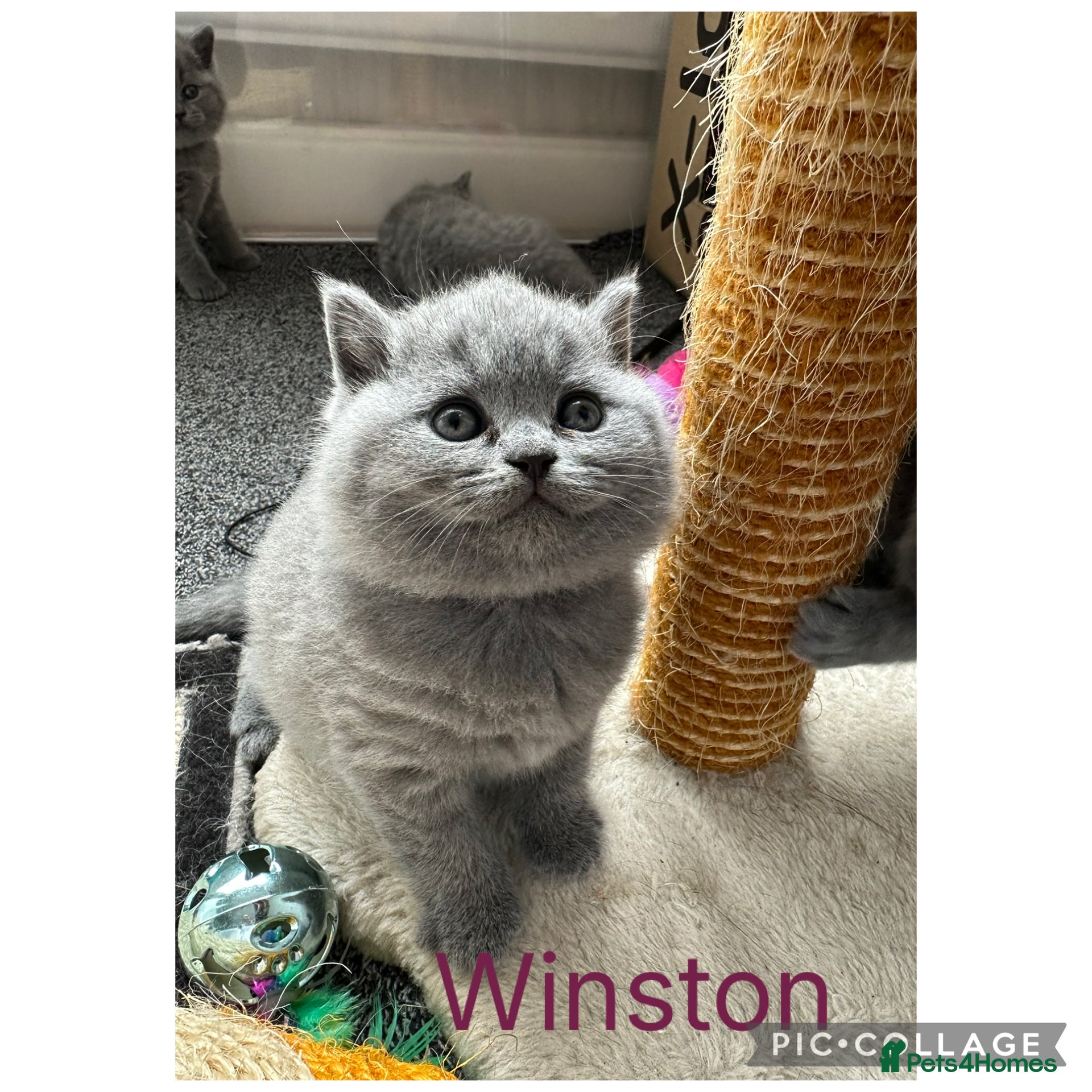British Shorthair cats Stunning Blue British Shorthair Kittens  - Advert 2