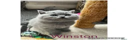 British Shorthair cats for sale: Stunning Blue British Shorthair Kittens  - Advert 8
