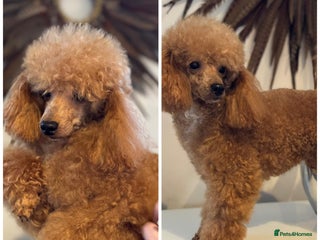 Toy Poodle dogs in Galston - Advert 23