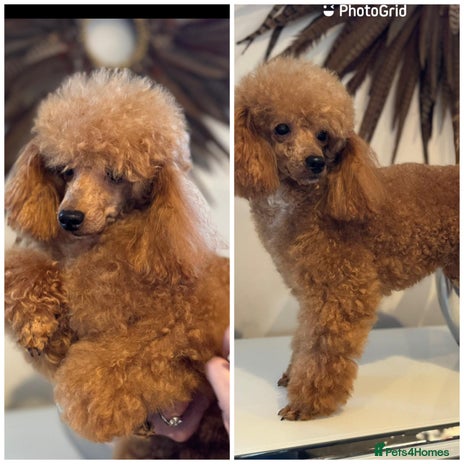 Toy Poodle dogs in Galston - Advert 1