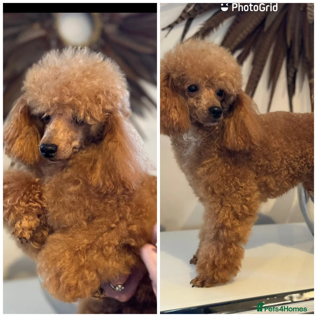 Toy Poodle dogs for stud: KC (FULLY HEALTH TESTED )RED TOY POODLE STUD in Galston - Advert 1