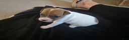 Parson Russell dogs for sale: Adorable Parsons terrier pups - Advert 12