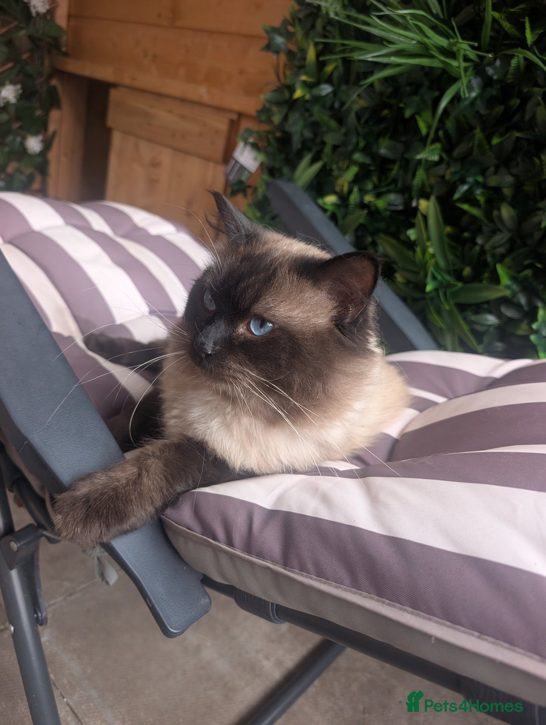 Ragdoll cats for sale: Absolutely gorgeous mink seal ragdoll for sale  - Image 2