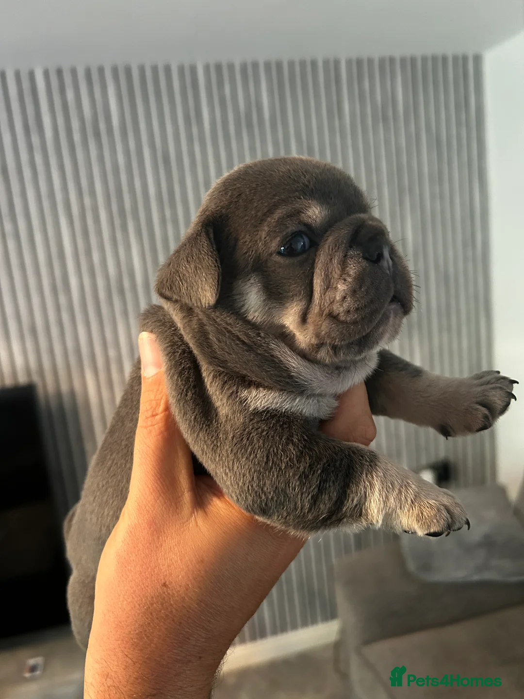 Mixed Breed dogs for sale:  Beautiful F1 Freelance Bulldogs Puppies! - Advert 16
