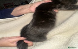 Bengal cats for sale: Beautiful bengals  - Advert 5