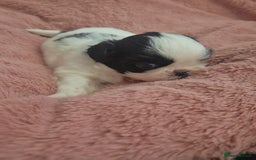Shih Tzu dogs for sale: Imperial Shihtzu puppies - Image 10