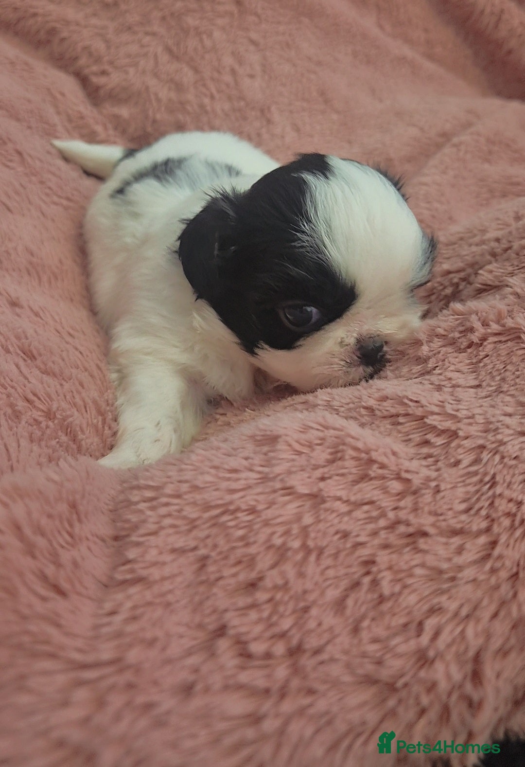 Shih Tzu dogs for sale: Imperial Shihtzu puppies - Image 10