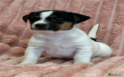 Jack Russell dogs for sale: Quality litter of beautiful Jack Russell puppies  - Image 7
