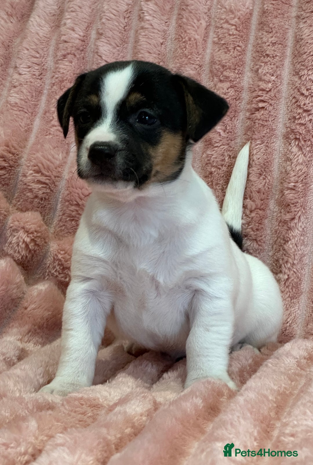 Jack Russell dogs for sale: Quality litter of beautiful Jack Russell puppies  - Image 7