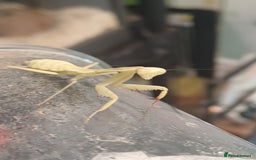 Praying Mantis invertebrates for sale: Older mantis- pre sub or sub adults  - Image 3