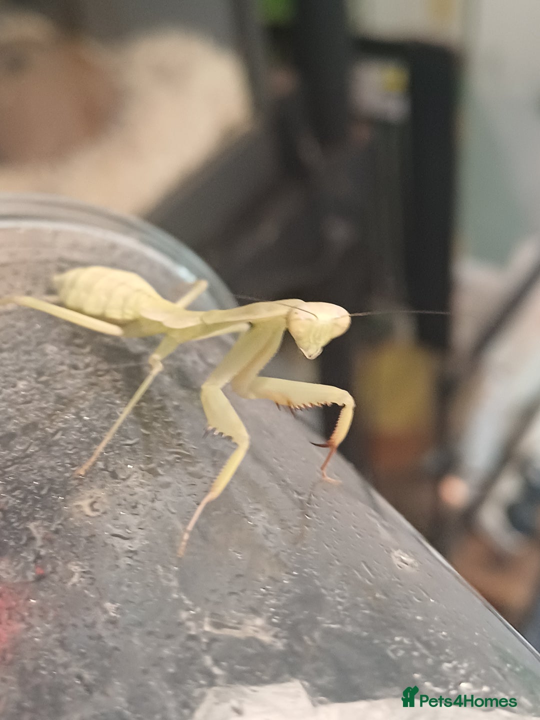 Praying Mantis invertebrates for sale: Older mantis- pre sub or sub adults  - Image 3