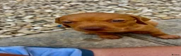 Hungarian Vizsla dogs for sale: Hungarian viszla puppies  - Advert 13