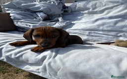 Dachshund dogs for sale: Dachshund puppies available for rehoming. - Image 11