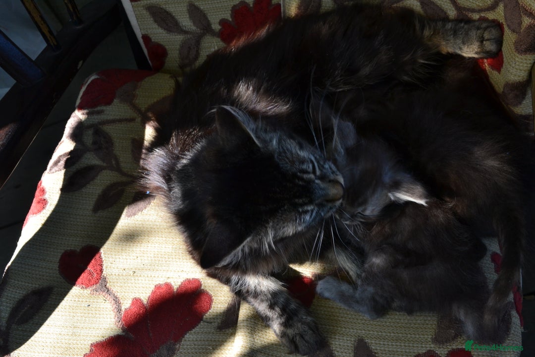 Maine Coon cats for sale: Maine coon Kittens in Oswestry - Image 6