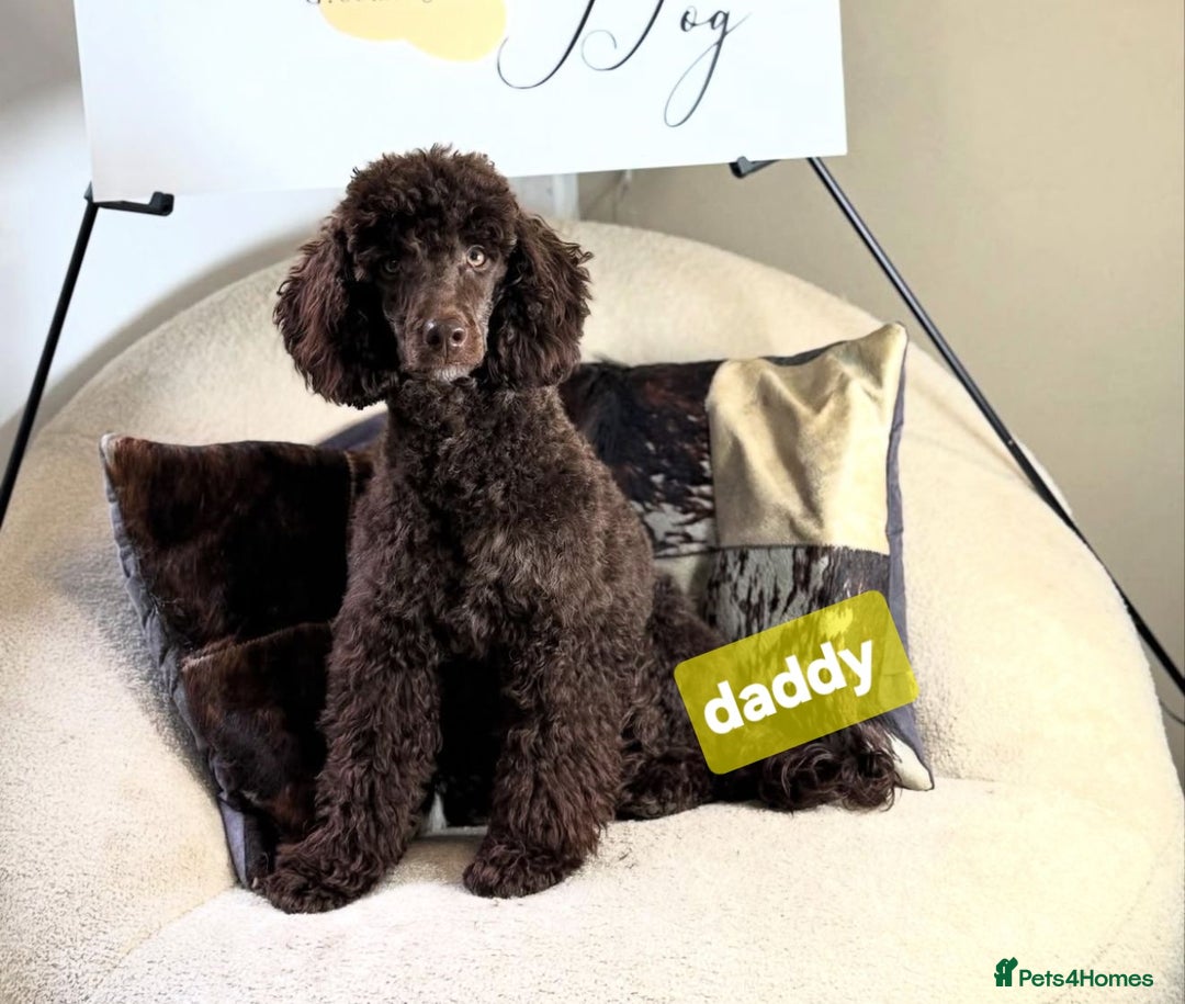 Cavapoo dogs for sale: Teddy bear cavapoo  - Advert 40