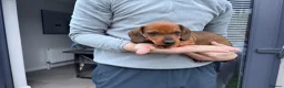 Dachshund dogs for sale: Armagh Dachshunds Ready for new homes - Advert 8